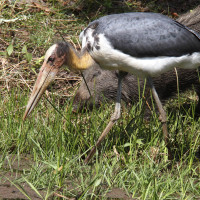 Lesser Adjutant